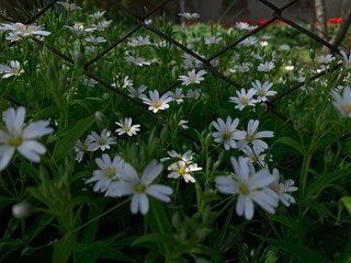 white flowers in the garden