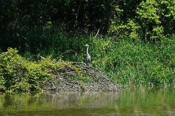 heron in the grass
