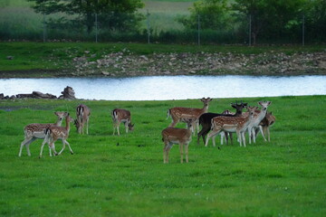 herd of deer