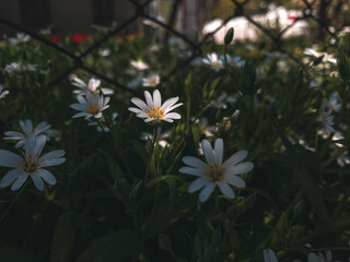 white flowers in the garden