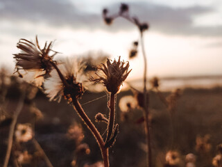 thistle in the sunset