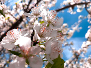 tree blossom