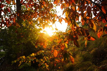 Sunset in the forest