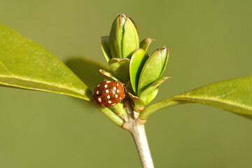 Cream-spot ladybird (Calvia quatuordecimguttata) on bud of a privet (Ligustrum). Family Coccinellidae. Spring, March. Dutch garden.