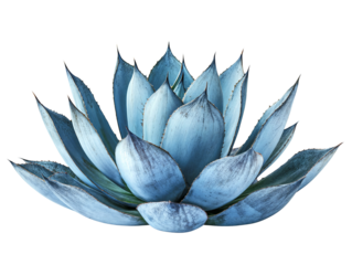 Blue agave aloe vera plant , isolated on transparent background, cutout . PNG