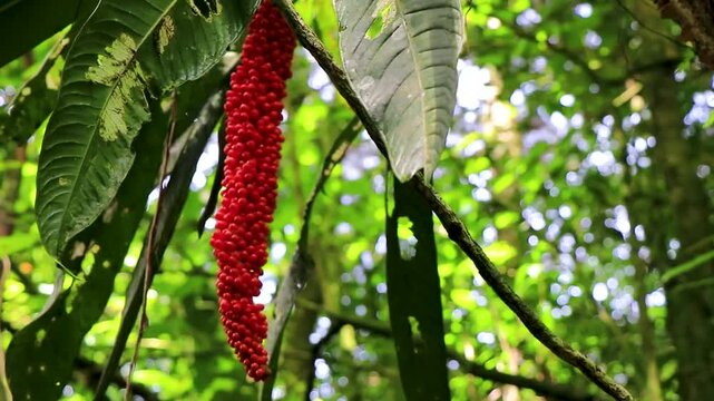 Orange beautiful berry plant in tropical nature in Costa Rica.