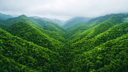 Obraz premium Beautiful panoramic view of rolling green mountains covered in dense forests, shrouded in mist under a cloudy sky.