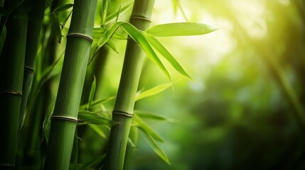 Sun kissed bamboo leaves, closeup of nature's vibrant greenery sunlight