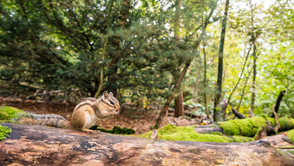 Siberian chipmunk (Eutamias sibiricus) in the forest in Noord Brabant in the Netherlands