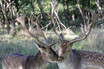 one fallow deer bull touches another with its muzzle
