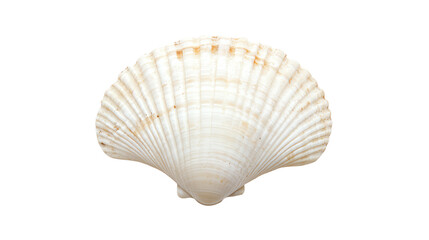 Shell, white isolate background