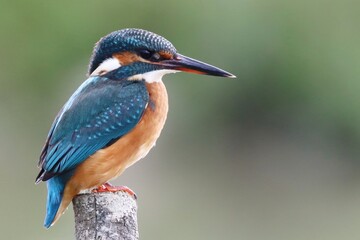 Kingfisher (Alcedo atthis) on a branch over the water.