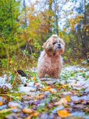 shih tzu dog is sitting in the forest in autumn