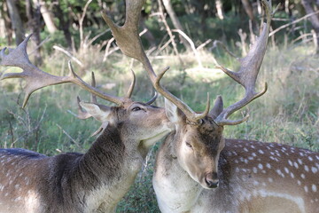 a fallow deer with antlers cares for another fallow deer in a meadow with trees in the background