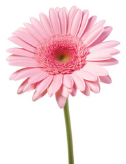 PNG Flower blossom petal daisy.