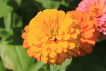 orange dahlia flower