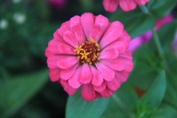 Obraz premium Pink flower