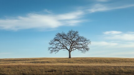 Obraz premium A single lonely tree in a blue sky morning. 