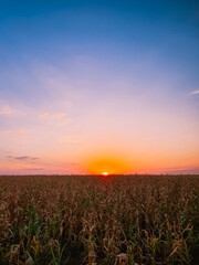 Sun during sunset seen through a corn field with clear sky copy space