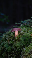 Pilz im Wald