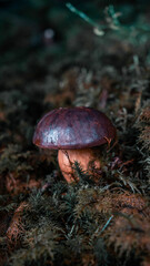 Fototapeta premium Pilz im Wald