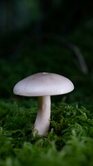 Pilz im Wald