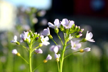 white flower close up