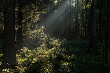Sunrays at sunrise in a hazy pine forest lighten up branches and spots on the moss that cover the soil
