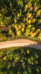 road in autumn forest