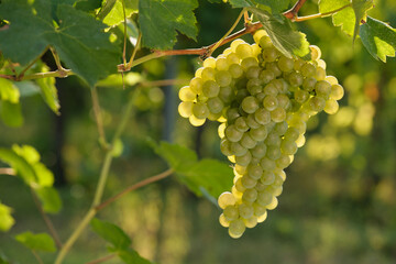 Lush green grapes on a vine in an autumn vineyard, perfect for promoting natural, fresh food, organic farming, and wine tasting. © Berg