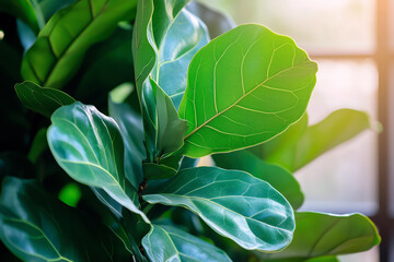 Obraz premium Close-up of a Fiddle Leaf Fig (Ficus lyrata) plant with large vibrant green leaves in soft natural lighting.