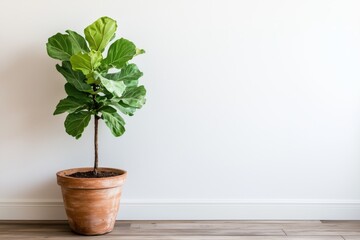 Fototapeta premium Fiddle Leaf Fig (Ficus lyrata) plant in a rustic terracotta pot placed on a wooden floor against a white wall.