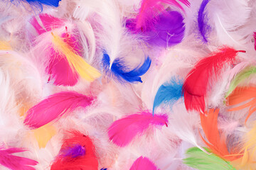 Colorful feather background, top view.