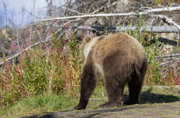 Young Brown Bear on the Kenai Peninsula Alaska in Autumn