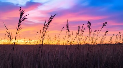 Fototapeta premium Dry plants crouch in the field in the wind during sunset. 