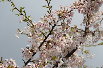 cherry blossom in copenhavn