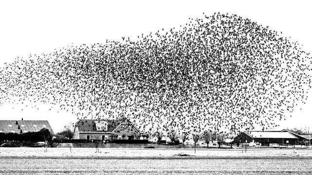 Cloud of starlings. Hundreds of starlings synchronize their flight