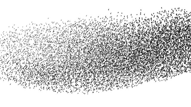 Cloud of starlings. Hundreds of starlings synchronize their flight