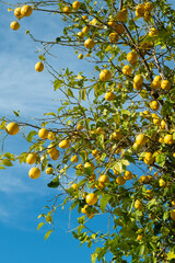 Sunlit ripe lemons hanging on lush tree branches against a soft blue sky, perfect for vibrant, fresh backgrounds.