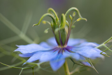 Kwiat czarnuszki, kwitnąca czarnuszka