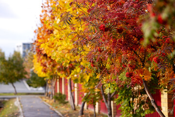 Naklejka premium Red and yellow trees along the sidewalk in autumn on a warm sunny day