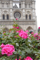 pink flowers in front of the notre dame church
