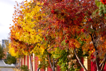 Red and yellow trees in autumn. Close-up and sunny day