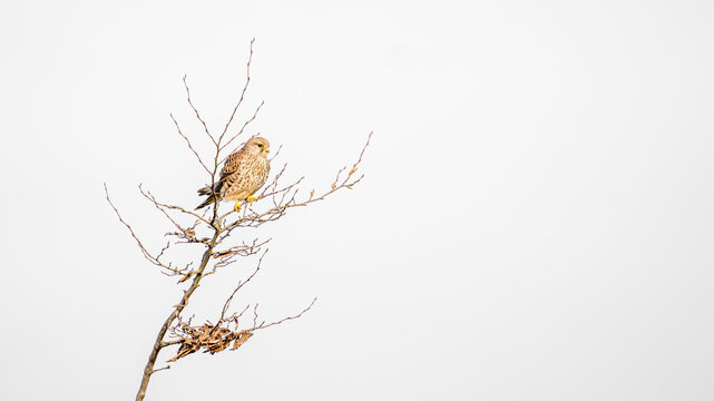 An American kestrel hovering in the air, with a scenic treer and a bright white sky