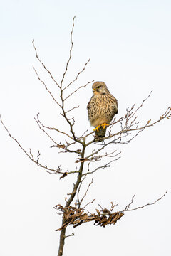 An American kestrel hovering in the air, with a scenic treer and a bright white sky