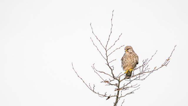 An American kestrel hovering in the air, with a scenic treer and a bright white sky
