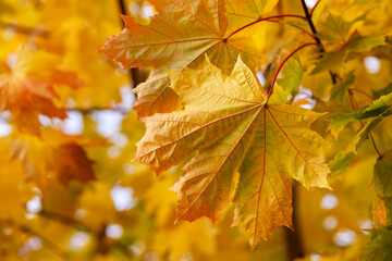 Autumn time. Yellow beautiful maple leaf close-up