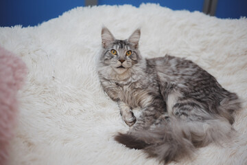 Kitten Maine Coon, looking at the camera, sitting , isolated on white