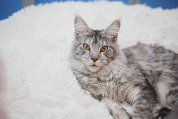 Kitten Maine Coon, looking at the camera, sitting , isolated on white