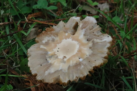 Seta de oto&ntilde;o